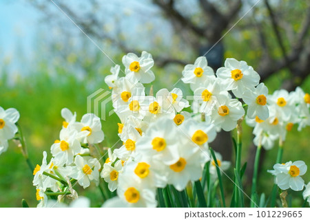 White flowers of narcissus blooming in spring park 101229665