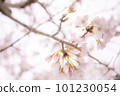 Sakura taking spring sunlight 101230054