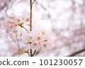 Cherry blossom 101230057