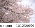 Cherry tree in full bloom 101230059