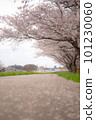 Cherry blossoms along the river 101230060