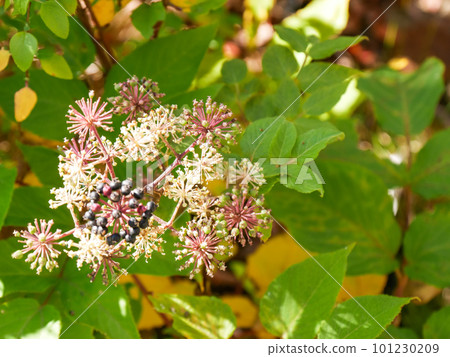 Udo flower and fruit [horizontal] 101230209