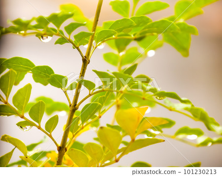 Raindrops running down the leaves of the ash tree 101230213