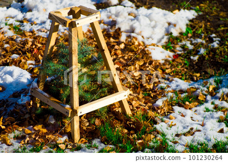 Small young Christmas tree grows out of ground. Fir seedlings in forest among snow. Protective fence 101230264