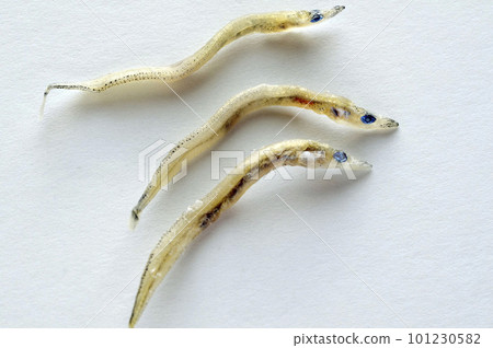 玉筋魚科 101230582