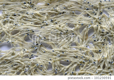 Tatami Watashi 101230591