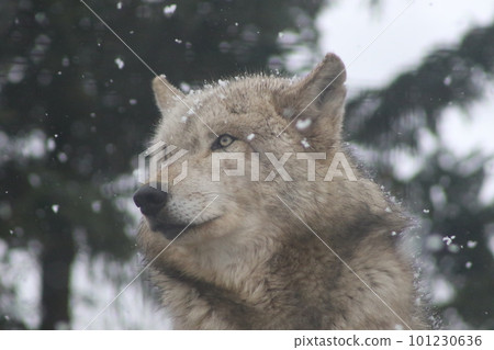 Wolf staring at you in the snow Wolf staring at you in the snow 101230636