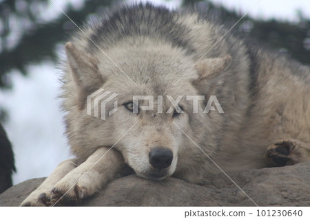 狼看看 狼看看 101230640