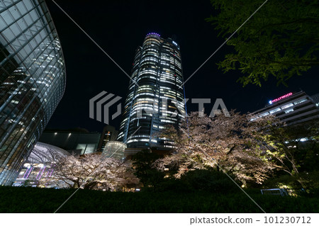 Illuminated night cherry blossoms in full bloom Illuminated night cherry blossoms in full bloom 101230712