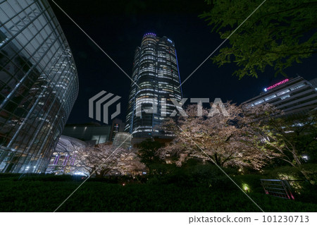 Illuminated cherry blossoms in full bloom 101230713