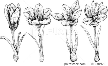 Set crocus flowers. Hand drawn spring flowers. Monochrome vector botanical illustrations in sketch, engraving style. 101230920