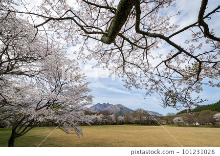 麻生的櫻花和Neko山的風景 麻生的櫻花和Neko山的風景 101231028
