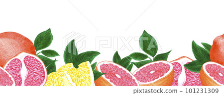 Hand drawn watercolor orange lemon grapefruit with green leaves seamless boarder on white background. Scrapbook, post card, textile, fabric. Hand drawn watercolor orange lemon grapefruit with green leaves seamless boarder on white background. Scrapbook, post card, textile, fabric. 101231309