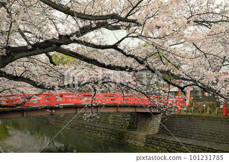 Red bridge and cherry blossoms 101231785