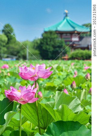 Beautiful lotus flowers at Ueno Shinobazu Pond (Taito Ward, Tokyo) Beautiful lotus flowers at Ueno Shinobazu Pond (Taito Ward, Tokyo) 101231908