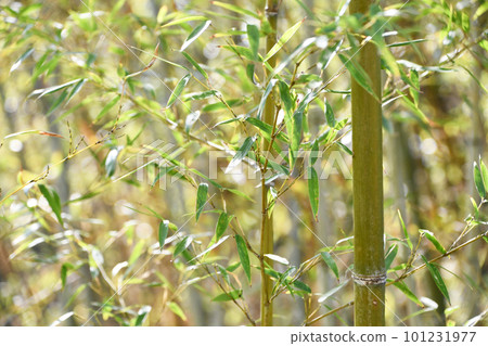 竹與竹 竹與竹 101231977