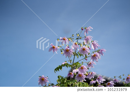 Pink Kidachi dahlia that shines in the autumn sky 101231979