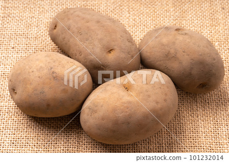 馬鈴薯品種等待印加人 101232014