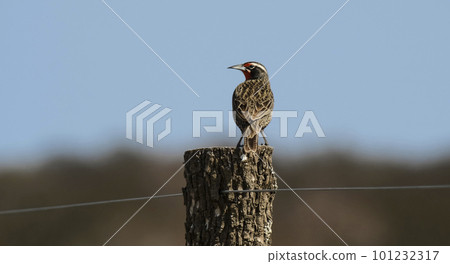 Long tailed Meadowlark, La Pampa, Argentina. Long tailed Meadowlark, La Pampa, Argentina. 101232317