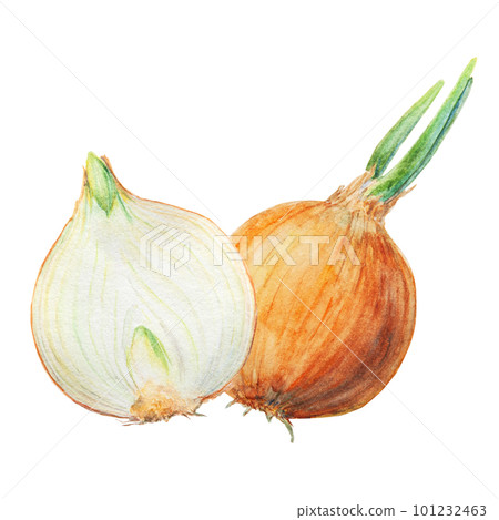 Fresh onion isolated on white background. Watercolor hand drawn illustration for textile, menu, cooking books Fresh onion isolated on white background. Watercolor hand drawn illustration for textile, menu, cooking books 101232463