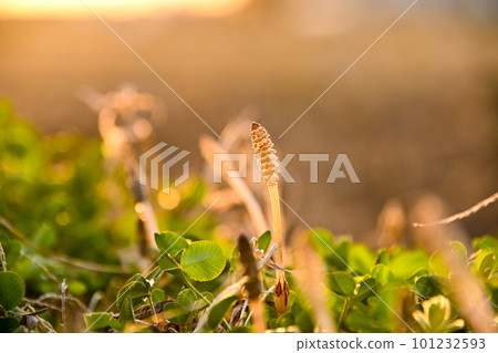 Horsetail lit by the setting sun Horsetail lit by the setting sun 101232593