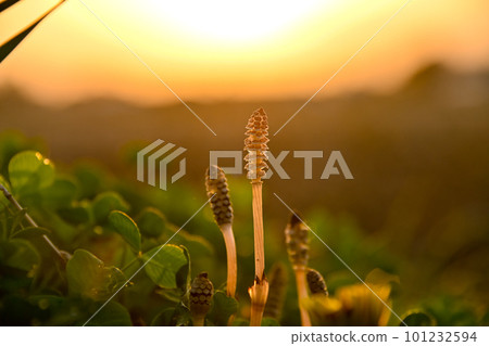 Horsetail lit by the setting sun 101232594