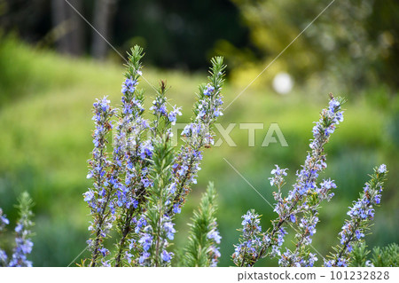 Rosemary flowers in the spring sun Rosemary flowers in the spring sun 101232828