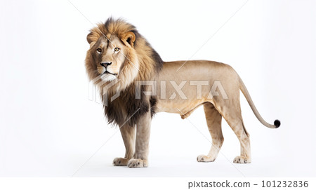 white back lion 101232836