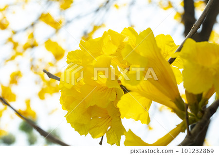 黃花風鈴木, 風鈴木, 台灣, 黃花, 風鈴草, 風鈴草, 台灣, 黃花 101232869