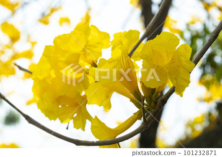 黃花風鈴木, 風鈴木, 台灣, 黃花, 風鈴草, 風鈴草, 台灣, 黃花 黃花風鈴木, 風鈴木, 台灣, 黃花, 風鈴草, 風鈴草, 台灣, 黃花 101232871