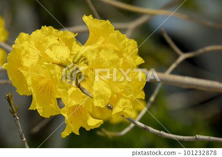 yellow flower wind suzuki, wind suzuki, taiwan, yellow flower, campanula chinensis, campanula chinensis, taiwan, yellow flower 101232878