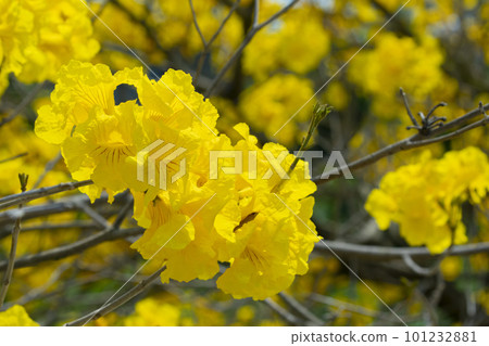 黃花風鈴木, 風鈴木, 台灣, 黃花, 風鈴草, 風鈴草, 台灣, 黃花 黃花風鈴木, 風鈴木, 台灣, 黃花, 風鈴草, 風鈴草, 台灣, 黃花 101232881