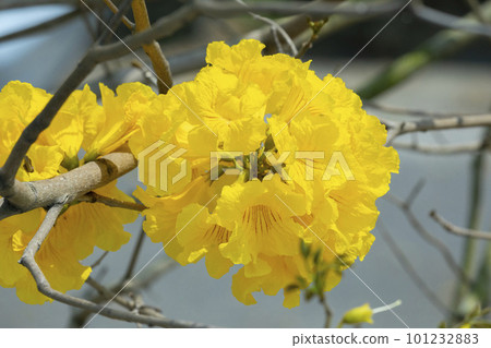 黃花風鈴木, 風鈴木, 台灣, 黃花, 風鈴草, 風鈴草, 台灣, 黃花 黃花風鈴木, 風鈴木, 台灣, 黃花, 風鈴草, 風鈴草, 台灣, 黃花 101232883
