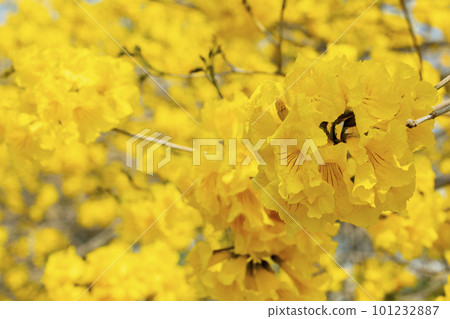 黃花風鈴木, 風鈴木, 台灣, 黃花, 風鈴草, 風鈴草, 台灣, 黃花 黃花風鈴木, 風鈴木, 台灣, 黃花, 風鈴草, 風鈴草, 台灣, 黃花 101232887