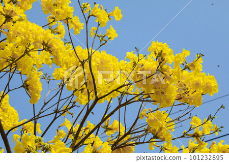 黃花風鈴木, 風鈴木, 台灣, 黃花, 風鈴草, 風鈴草, 台灣, 黃花 黃花風鈴木, 風鈴木, 台灣, 黃花, 風鈴草, 風鈴草, 台灣, 黃花 101232895