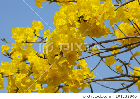 yellow flower wind suzuki, wind suzuki, taiwan, yellow flower, campanula chinensis, campanula chinensis, taiwan, yellow flower yellow flower wind suzuki, wind suzuki, taiwan, yellow flower, campanula chinensis, campanula chinensis, taiwan, yellow flower 101232900