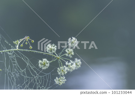Dokuzeri soaked in the morning dew 101233044