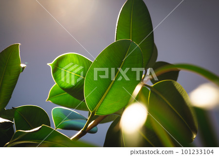 Healthy tineke ficus rubber plant in front of dark background Healthy tineke ficus rubber plant in front of dark background 101233104