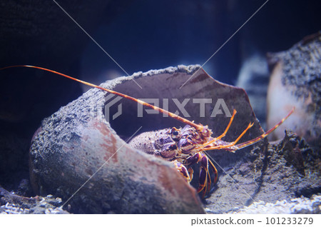 Lobster hiding in broken jar 101233279