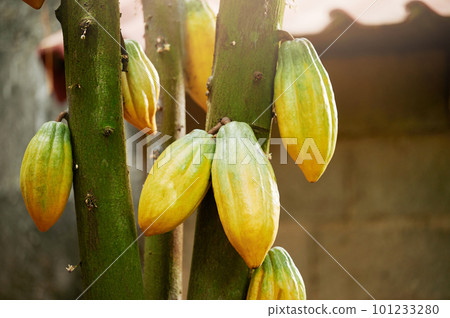Cacao harvest theme 101233280