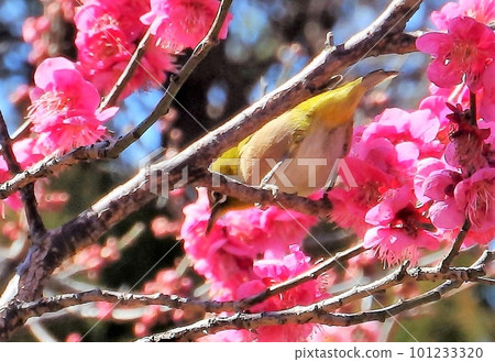 Red plum and white-eye Red plum and white-eye 101233320