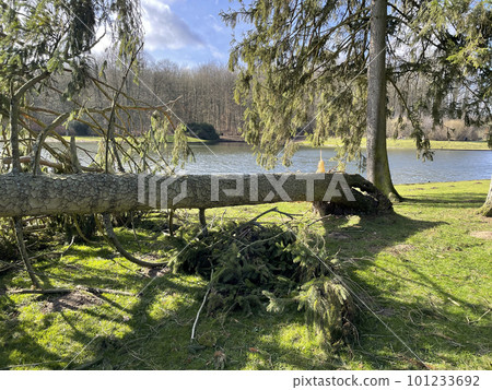 Natural disaster: cut down tree Natural disaster: cut down tree 101233692