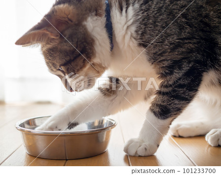 Cat eating rice Cat eating rice 101233700