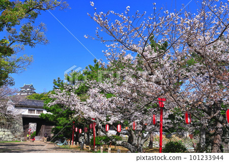 [和歌山縣]晴天櫻花盛開的和歌山城（天守閣和岡口門） 101233944