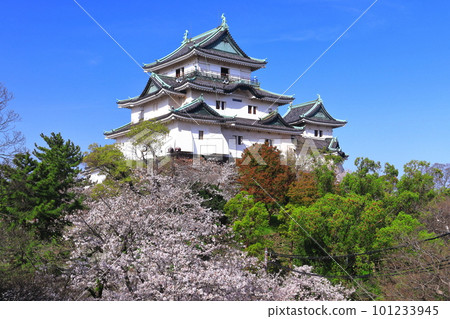 [Wakayama Prefecture] Wakayama Castle in sunny weather and cherry blossoms in full bloom 101233945