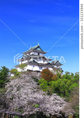 [Wakayama Prefecture] Wakayama Castle in sunny weather and cherry blossoms in full bloom 101233948