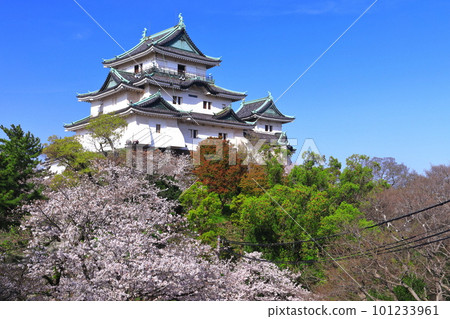 [Wakayama Prefecture] Wakayama Castle in sunny weather and cherry blossoms in full bloom 101233961