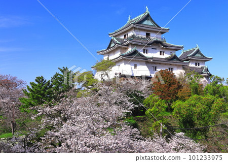 【和歌山縣】晴天櫻花盛開的和歌山城 101233975