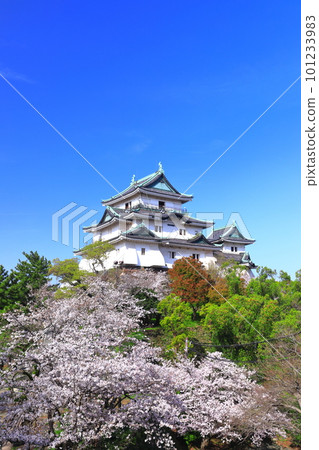 【和歌山縣】晴天櫻花盛開的和歌山城 【和歌山縣】晴天櫻花盛開的和歌山城 101233983