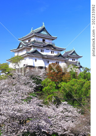 [Wakayama Prefecture] Wakayama Castle in sunny weather and cherry blossoms in full bloom 101233992